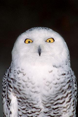 1116owls1.jpg
